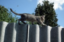 kitten balancing