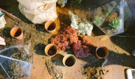 Five small terracotta pots sit on a table among potting soil moss and two triangular-prism shaped terrariums, one filled with potting soil, the other with succulents.