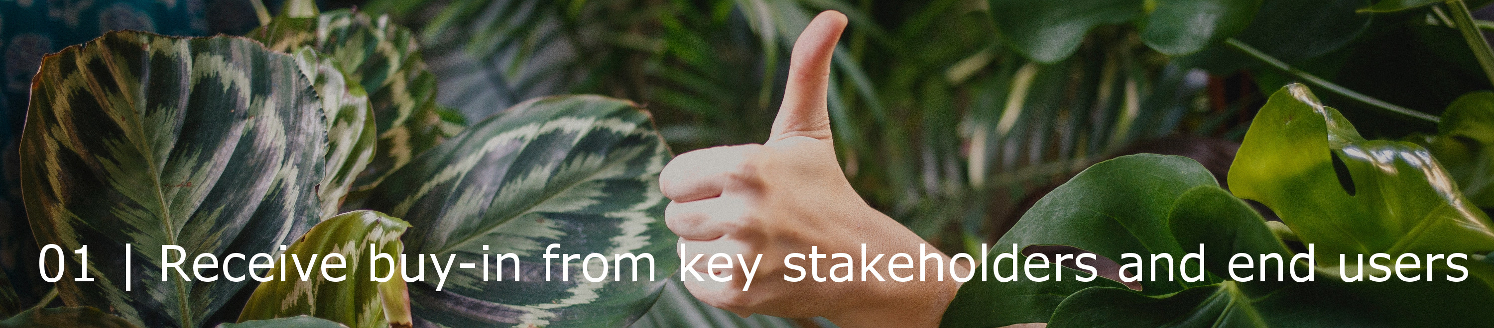 "01 | Receive buy-in from key stakeholders and end users" - A hand sticking out from a broad leafed plant gives a thumbs-up