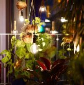 At night a room with potted and hanging plants is lit by hanging lights.