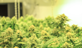 A room full of marijuana plants in a greenhouse.