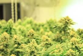 A room full of marijuana plants in a greenhouse.