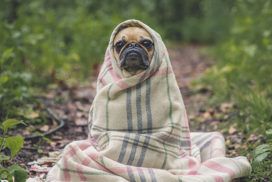 A dog wrapped in a blanket in the woods, seeking query.