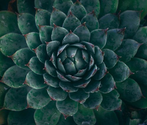 A close up of an agave plant featuring its intricate texture and coloration.