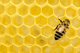 A bee sitting on top of a honeycomb.