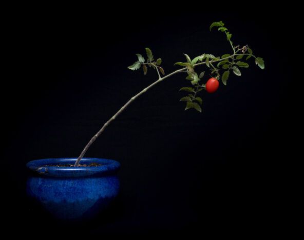 A tomato plant in a blue pot on a black background undergoes app modernization.