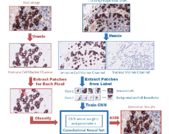 A computer vision diagram illustrating the successive stages of cancer treatment.