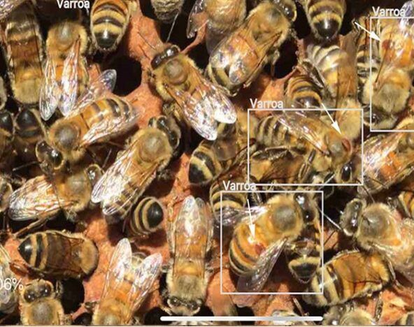 Computer vision identifying bees in a hive.