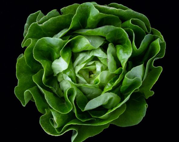 Using computer vision, a close up of a lettuce on a black background is analyzed.